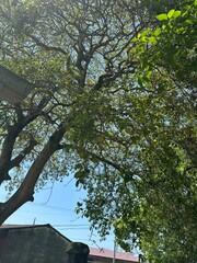 爽やかな風ふく木陰