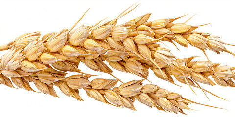close up of wheat on a white background, generative AI
