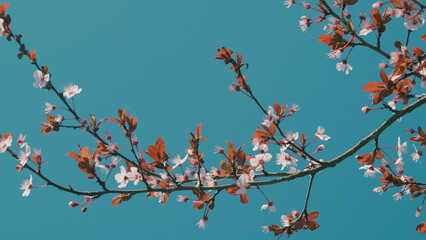 Pink Cherry Blossom Or Plum Flowers Blooming On Tree. Branch Of A Blossoming Cherry Plum.