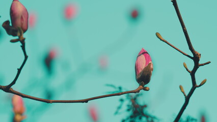 Beautiful Light Pink Magnolia Flowers In Soft Light. Spring Flowering.