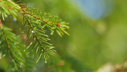 Large Drops Of Dew On Spruce Green Needles. Water Drop On Spruce Needles. Weather Is Rainy. Bokeh.