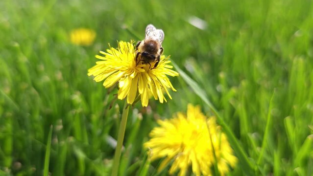 honey bee pollinating yellow dandelion flower at green grass lawn field, closeup