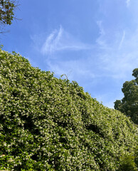 The residential buildings of the Uyghur ethnic group in Xinjiang 