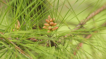 A Pine Is Any Conifer Tree Or Shrub In The Genus Pinus. Spring Pine Male Flowers. Close up.