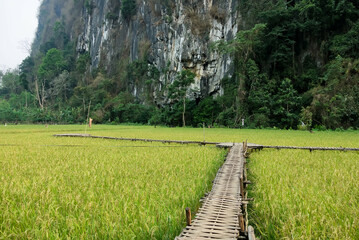 View of rice fields in Nong Khiaw in Laos