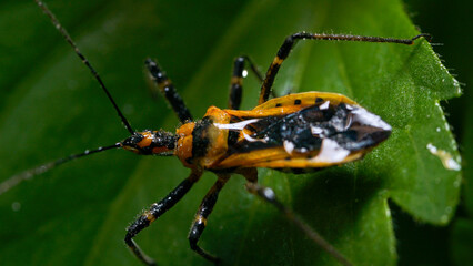 Asian Bug Resting on the Top Leaf: Macro Perspective