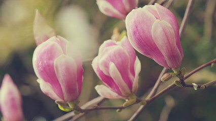 Blooming Pink Magnolia Flower. Bright Blossoming Pink Flower Growing On Thin Branch.