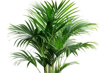 A palm tree in an isolated plant image on a white background. Generative Ai