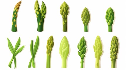 Asparagus vegetable cartoon vector icon illustration food nature icon concept isolated premium flat - obrazy, fototapety, plakaty