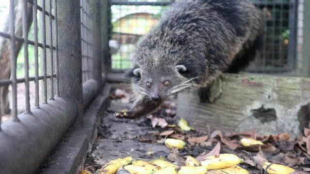 Banjarmasin, Indonesia - May 2024 - Activity of a native Kalimantan animal in the form of a binturong civet eating at the Jahri Saleh Mini Zoo Banjarmasin