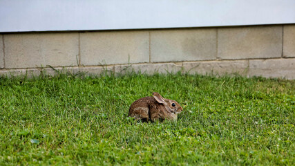 A wild eastern cottontail rabbit resting on a grassy area in Bowling Green Ohio.