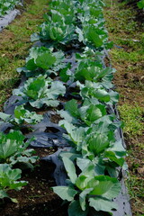 Naklejka premium Cabbage is a multi-layered vegetable. Brassica oleracea var. capitata. Cabbage plantation with mulch. 