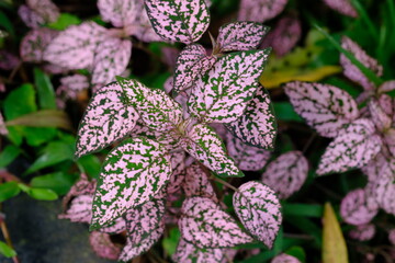 Hypoestes phyllostachya, the polka dot plant, is a species of flowering plant in the family...