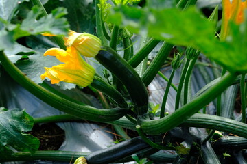 Zucchini (from Italian, zucchini (plural) or zucchino (singular)) is a type of small pumpkin whose...