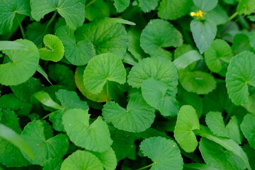 Gotu kola is a wild plant that grows in plantations and fields. This plant comes from tropical...