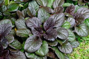 Ajuga reptans is commonly known as bugle, blue bugle, bugleherb, bugleweed, carpetweed, carpet...