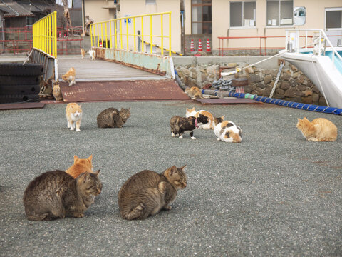 Cats sitting on the pier, Aoshima Japanese cat island, village houses in background, Japan