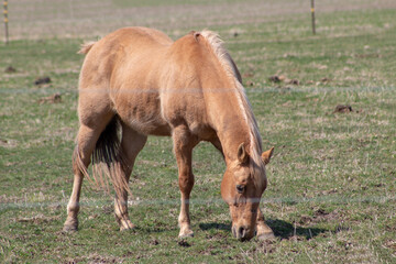 Fototapeta premium A golden brown horse eating grass.