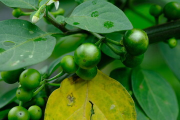 Zucchini (from Italian, zucchini (plural) or zucchino (singular)) is a type of small pumpkin whose fruit is harvested before it is ripe to be used as a vegetable. Cultivated form of Cucurbita pepo