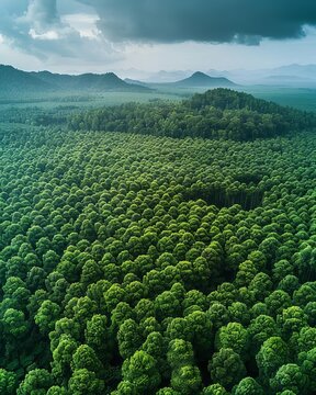Aerial view of a large reforestation project, showcasing thousands of trees planted for natural carbon capture, lush greenery expanding across the landscape