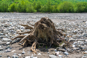 Old stump in the dry river bed