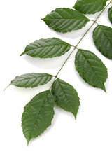 fresh green leaves isolated on a white background