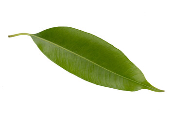 fresh green leaves isolated on a white background