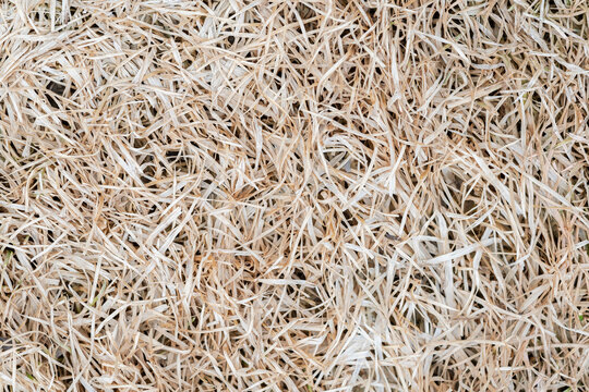Dried grass hey textured background macro
