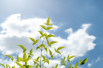 春の空をバックに逆光に光るナンテンの新緑