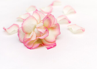 One pink rose flower with white petals on a white background.