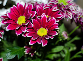 A bouquet of flowers with pink and white petals