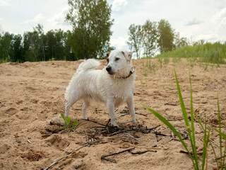 Funny wet white dog swimming in the river. Recreation Concept.