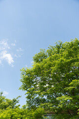 green trees and sky