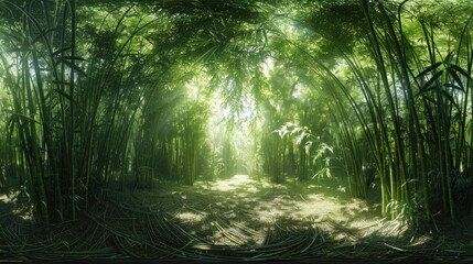 A panoramic view of a dense, bamboo forest with sunlight creating patterns on the ground.