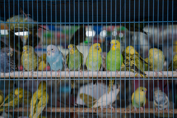 Colorful Budgerigars Lined Up in a Pet Store Cage in Kuala Lumpur in Malaysia