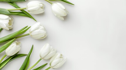 White tulips on a white background Mother's Day concept. Top view photo of bouquet of white and pink tulips on isolated pastel blue background with copyspace