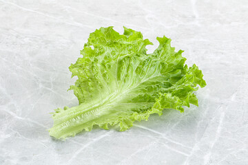 Ripe green salad lettuce leaf