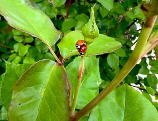 Two Ladybugs Mating on a Rose Bush in the Garden. Insects Breeding on Leaves. Spring Season. 