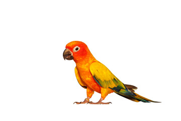 Colorful Sun Conure parrot isolated on transparent background png file