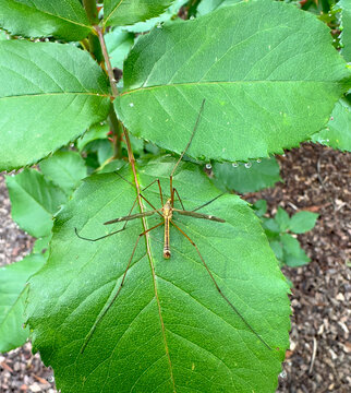 Adult Crane Fly (aka Mosquito Hawks) on a Green Leaf with Dew Drops Formations in the Leaves Tips. Tipula spp., Insect of the family Tipulidae (order Diptera).   