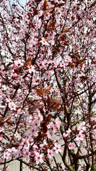 Pink cherry flowers on the tree