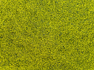 Yellow rapeseed flowers in the field. View from above