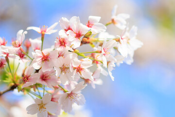 Fototapeta premium 桜