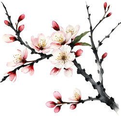 Fototapeta premium Cherry blossom branch with several soft, detailed flowers.