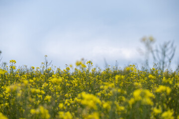 champ de colza au printemps