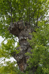 Fototapeta premium des trognes sur un vielle arbre
