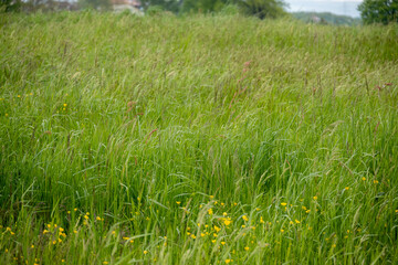 l'herbe fraiche du printemps