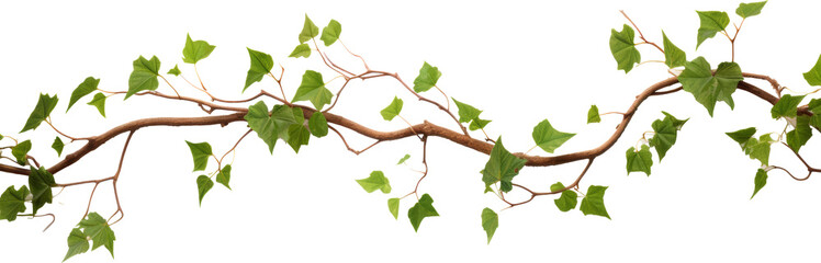 green vine isolated on white or transparent background,transparency 