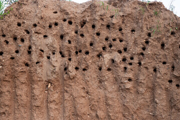 nests of shorebirds, swallows, siskins, swifts.