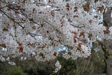 premières fleure du printemps sur l' arbre